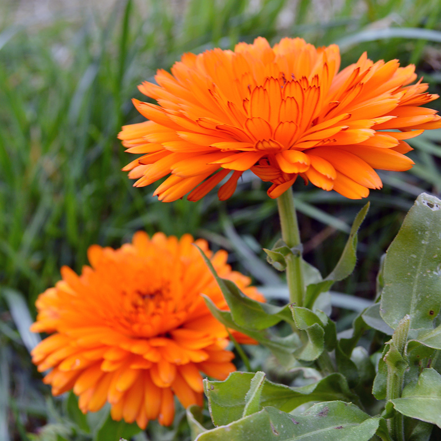 botanical-calendula