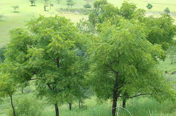 Neem oil for Eczema: Practitoners of Ayurvedic medicine use Neem oil for Eczema and many other skin issues. Learn how it works to treat the symptoms of eczema including redness, itchiness, and irritation