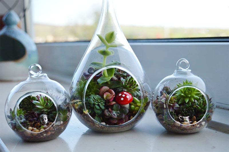 Lovely Greens is teaming up with Ashley from The Bees Knees to offer a creative gardening workshop where you get to make and take home TWO succulent terrariums #succulentterrarium #isleofman #creativeworkshop Lovely Greens is teaming up with Ashley from The Bees Knees to offer a creative gardening workshop where you get to make and take home TWO succulent terrariums #succulentterrarium #isleofman #creativeworkshop